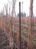 adjacent plant or tying wire This is done in late winter to