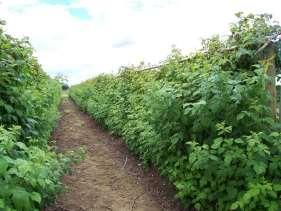 Summer-bearing raspberry Late spring growth Do NOT tip the primocanes Publication: Raspberry Cultivars for the Pacific Northwest Control any