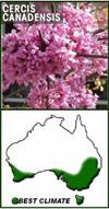 longifolia), silver bush (Convolvulus cneorum), New Zealand rock lily (Arthropodium cirratum), escallonia 'Pink Pixie' (Escallonia 'Pink Pixie'), euphorbia (Euphorbia schillingii), blushing
