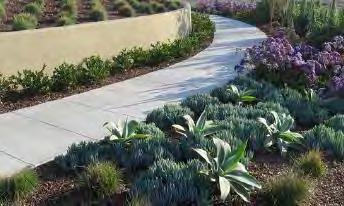 Front yards are required to be landscaped. Front yards shall incorporate low water use plants. No less than 50% of the front yard landscaping shall be planted with shrubs and groundcover.