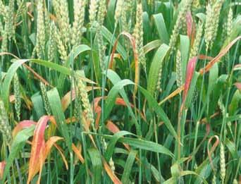 Furthermore, many wheat growers have taken to experimenting with various combinations of triazoles and reduced rates of strobilurins as a way to avoid, or at least reduce, the greening effect.