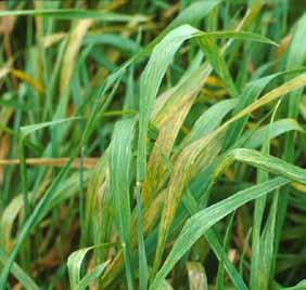 The virus is transmitted to wheat in the fall, winter, or early spring by the soil fungus Polymyxa graminis.
