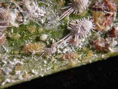 control Longtail mealybugs) Parasitoids are available but tend to