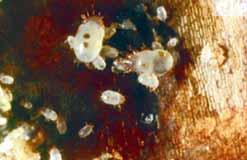 Bulb Mite Bulb mite Damage and Control Are problematic on Easter Lilies and other bulbs Spread Pythium and other diseases Not much is labeled for control.
