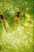 Aphids Cause honeydew/sooty mold problem Potential disease vectors