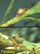 Inspect plants for wingless adults and immatures Screening vents is