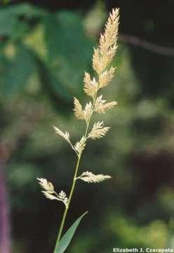 Reed canary grass DESCRIPTION: Reed canary grass is a large, coarse grass that reaches 2 to 9 feet in height.