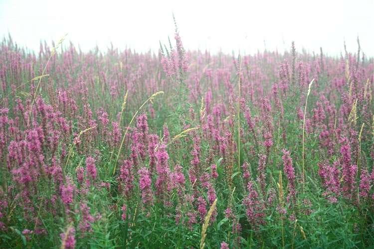 Purple loosestrife DESCRIPTION: Purple loosestrife is a perennial herb 3-7 feet tall with a dense bushy growth of 1-50 stems. The stems, which range from green to purple, die back each year.