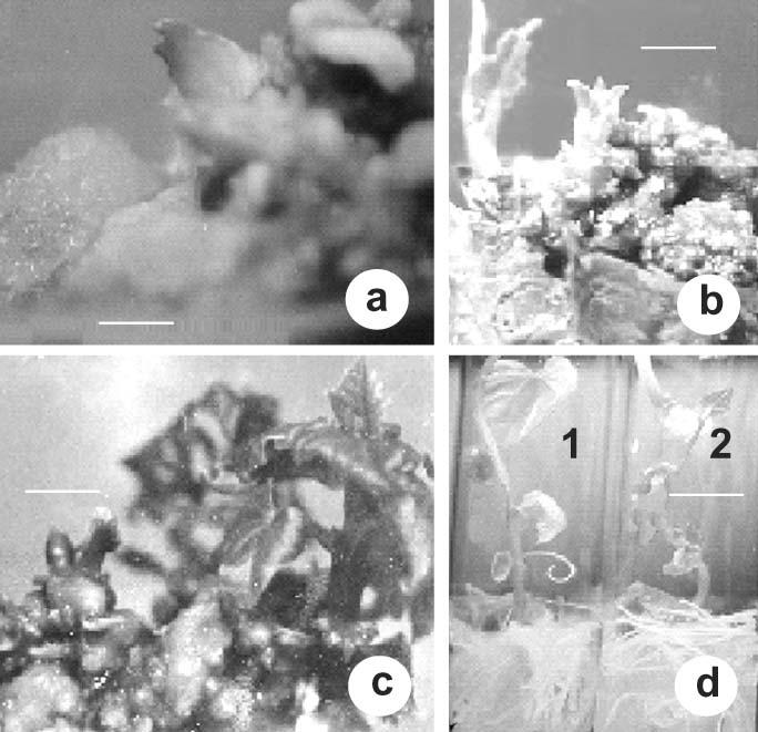 Adventitious Shoot Regeneration from Immature Embryo 33 The results obtained in the present work confirm that the embryo explants from crossed seeds, female female kakrol flowers showed regeneration