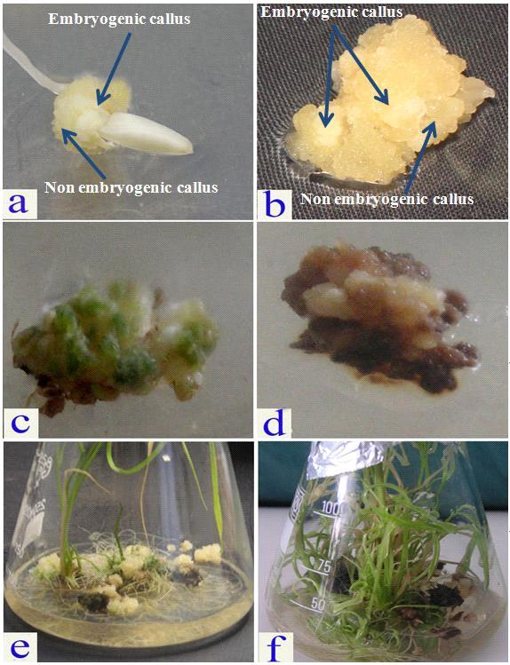 Shahsavari et al. 2091 Figure 1. Callus induction and plant regeneration of Malaysian upland rice cultivars.