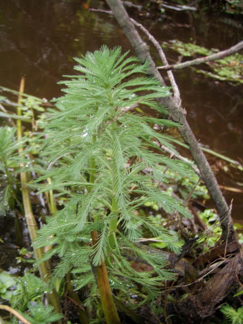 Parrotfeather (Myriophyllum aquaticum) is an exotic invasive water weed from South America.