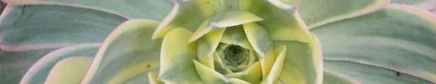 Volume 80 Issue 11 Holiday Party CACTUS CHRONICLE Mission Statement: November 6, 2014 Meeting Time 7:00 pm The Los Angeles Cactus and Succulent Society (LACSS) cultivates the study and enjoyment of