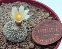 Plant of the Month: Miniatures This month we aren't focusing on a specific genus or family of plants. Instead we will look at a growth form that everyone has space to grow, miniatures!