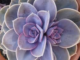 2018 Cactus & Succulent Show & Sale Palomar Cactus & Succulent Society The North San Diego County Cactus and Succulent Society! October 27 & 28 Sat. 9-5 Sun.