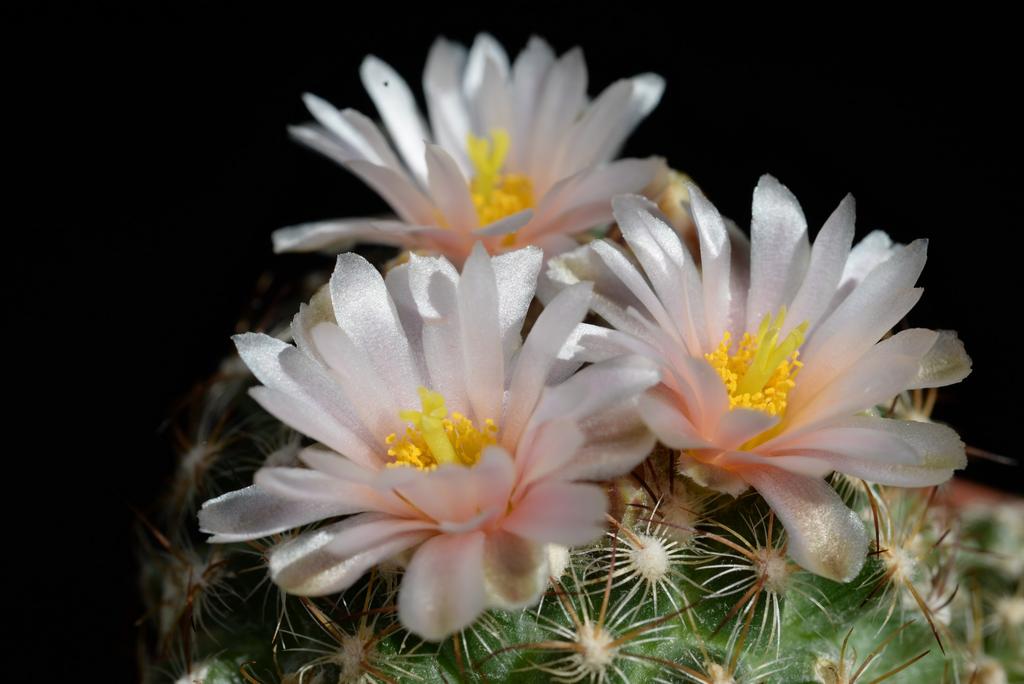 The BRITISH CACTUS and SUCCULENT Society CAMBRIDGE and DISTRICT Branch AUTUMN SHOW Wednesday 10 th October 2018 From 