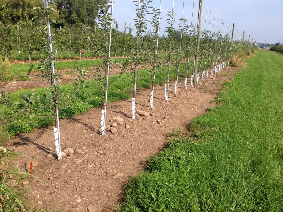 Critical Weed Control Requirements in High Density Apple Orchards Deborah Breth Cornell Cooperative Extension, Lake Ontario Fruit Program Albion, NY This research was supported by the New York Apple
