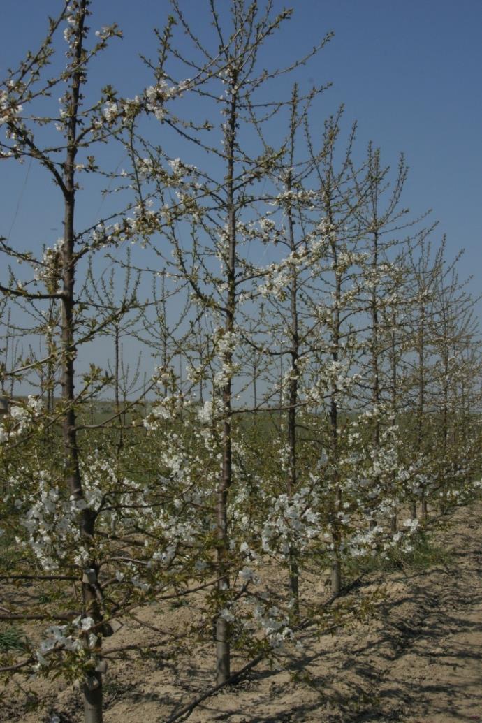 Hungarian Cherry spindle Target orchard Yield: 25 t/ha 2 500
