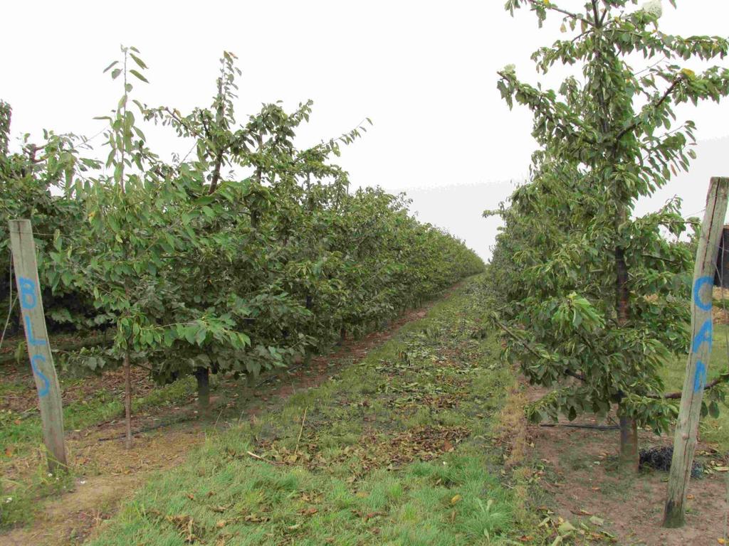 Orchard in bearing stage on