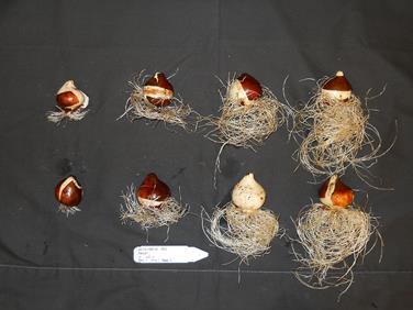 We planted single- bulbs into 4 pots and then put them at different temperatures in controlled growth chambers.