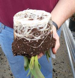 When plants came into the greenhouse, those that had longer rooting time in the