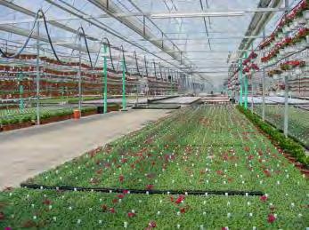 Bedding Plant Production Greenhouse/ High Tunnel Workshop