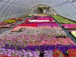 3 billion total sales Pack annuals Grown in flats Potted