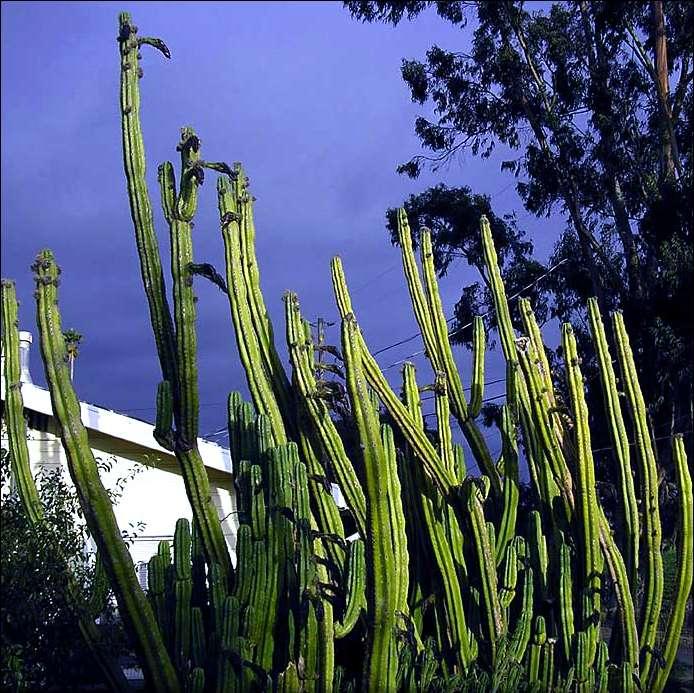 Container growing San Pedro Cactus This is what a San Pedro cactus should look like.
