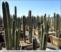 Containers for growing San Pedro The larger the root system the faster your plant grows.