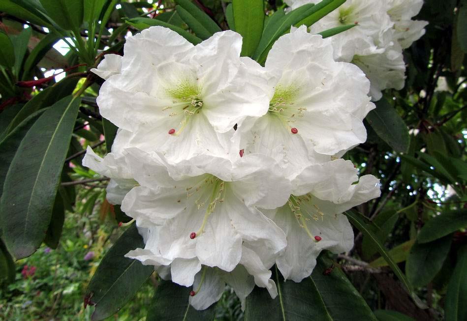 The beautiful and fabulously scented flowers of Rhododendron decorum raised from