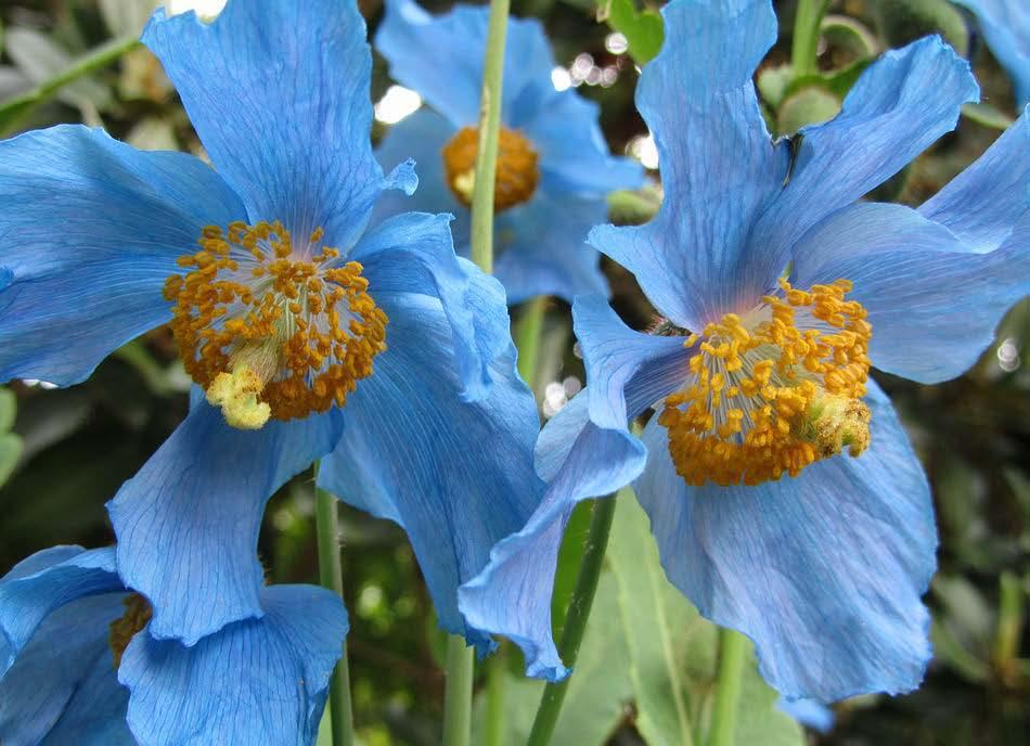 Meconopsis betonicifolia I just cannot resist another close up of what must