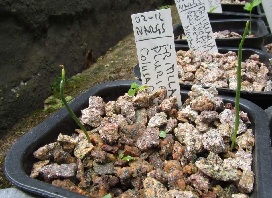 Narcissus watieri seedlings Although late summer early autumn is the optimum time to sow many bulbous seeds you will get success sowing them at other times.