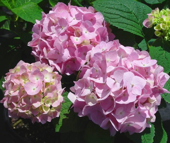 Endless Summer - pink to blue All of these have a more coarsely serrated and darker green leaf then the other hydrangeas.