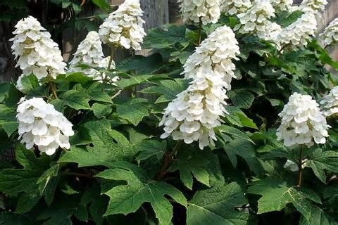 Oakleaf Hydrangea - Hydrangea quercifolia This includes the taller varieties such as Snow Queen and Alice and the dwarf varieties such as Sikes Dwarf and the new Ruby Slippers.