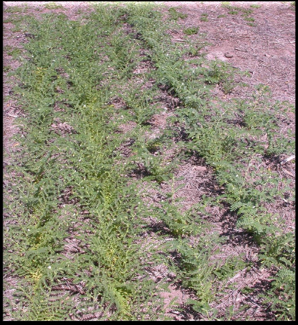 Emergence differences: chickpea (Cicer