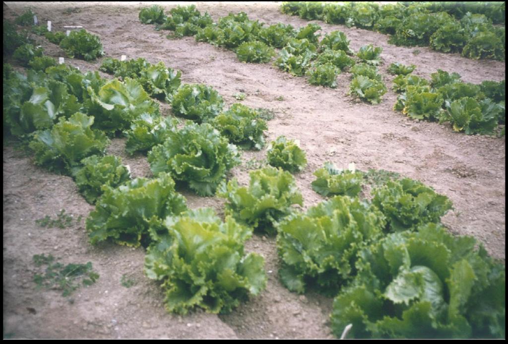 Field sown lettuce: Impact on marketable yield 60-90% of variation in head weight due