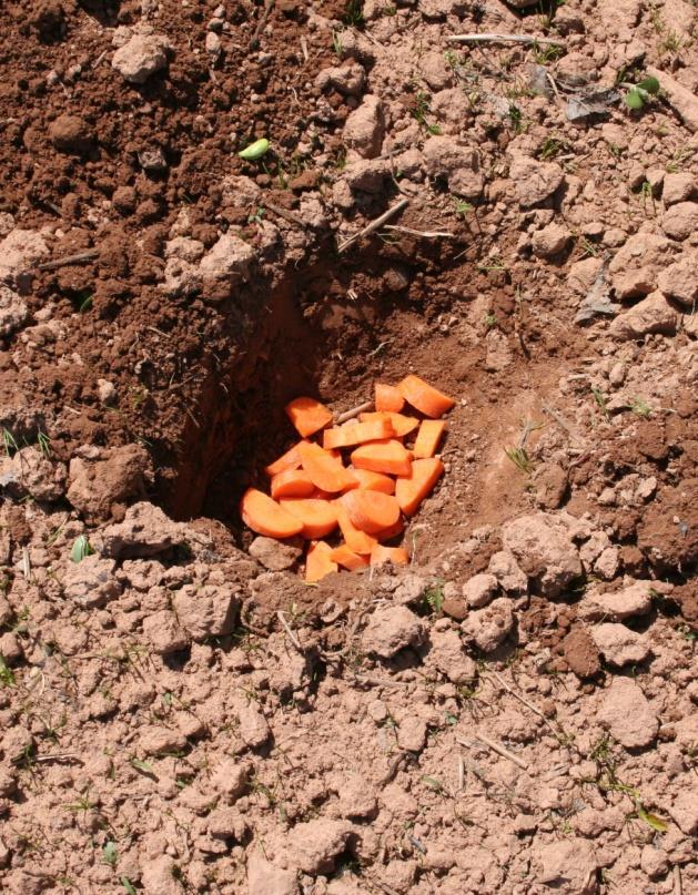 Two Methods for Monitoring Wireworms 1. - Wireworms can be attracted to bait stations.