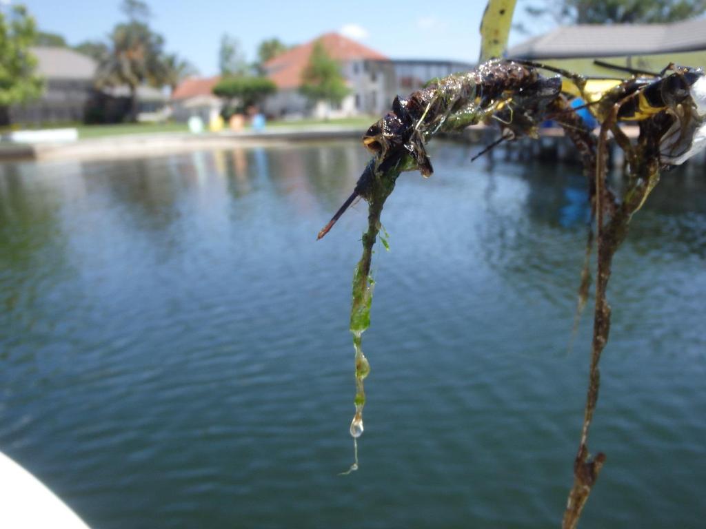 Two species of submersed aquatic vegetation (SAV) were observed during the inspection. Eelgrass was found to a depth of 7 feet and stone wort was found to a depth of 6 feet.