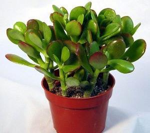 Jade (Money Plant / Dollar Plant) The Jade plant is an extremely popular