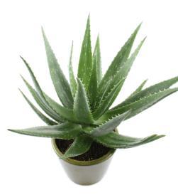 Aloe There are over 450 species of aloe that exist in different shapes and sizes.