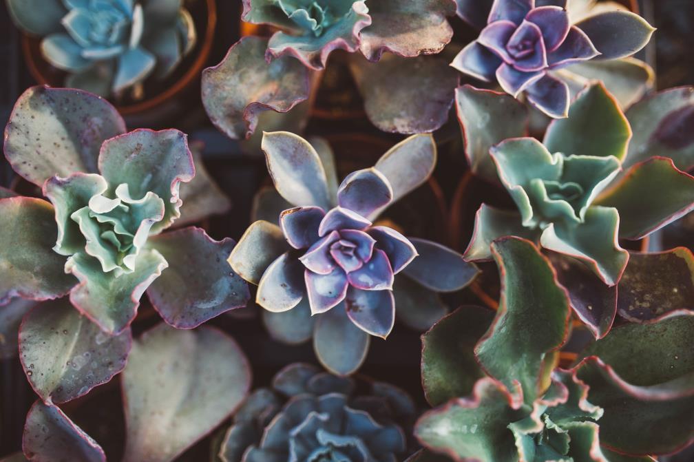 Standard/Common Types Here are the most common succulents that you will see at your events!
