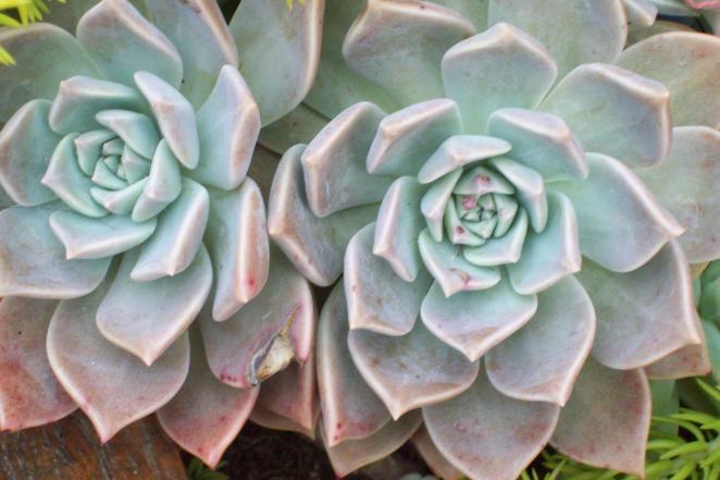 Pachyveria Graptoveria Note: These are a cross between a