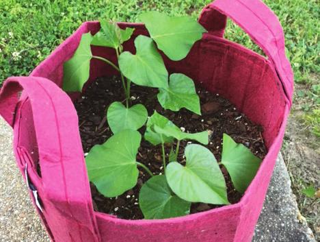 Get Your Garden Growing Optional Reinforcement Gardening Activity: Growing Your Garden from Food Scraps 1.