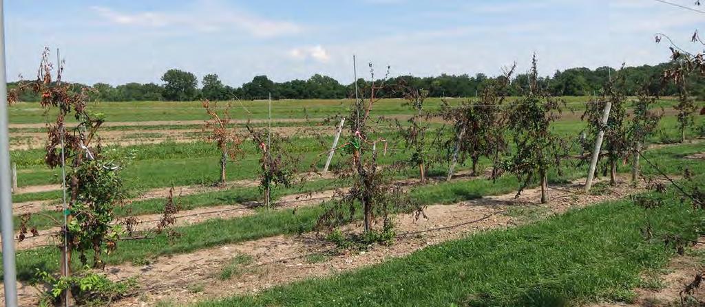 2015 Fire Blight Trials - Geneva Orchard site 12-year-old Idared trees on B.
