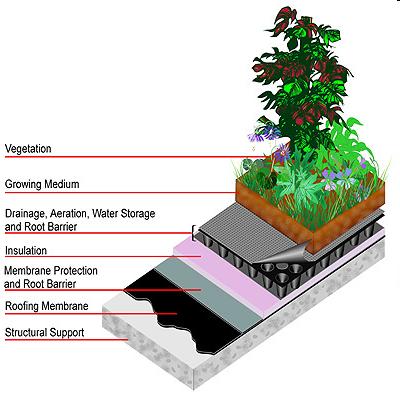 Green Roofs Typical Layers of