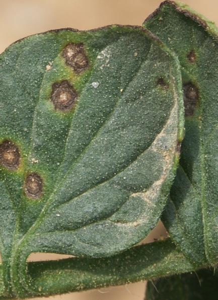 Septoria leaf