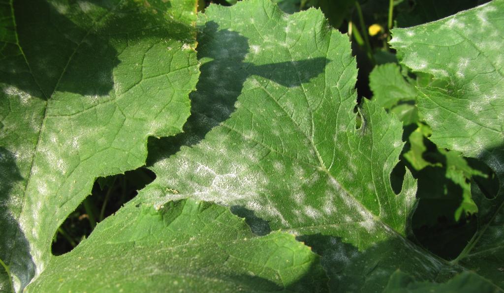 Powdery mildew is a foliar disease that does not require leaf moisture