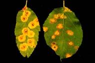 in pot production Cedar-Apple Rusts Cause: Gymnosporangium spp.