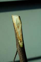 Black Knot Verticillium Wilt DO NOT plant infected Prunus stock Buy black knot-resistant varieties if available (Prunus Accolade,
