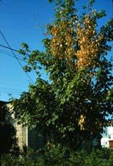 Verticillium dahliae Verticillium albo-atrum Many woody ornamentals (maple, ash, redbud, smoke bush) Many herbaceous plants Many