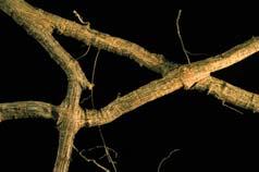 Prophylactic or therapeutic Every 12-24 months Armillaria Root